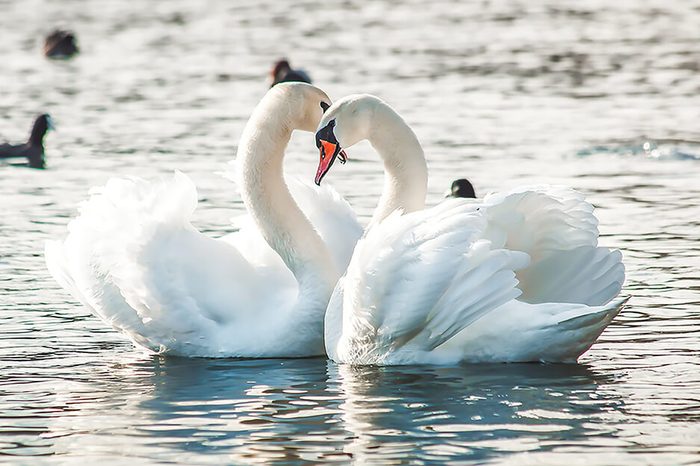 Monogamous animals swans mate for life