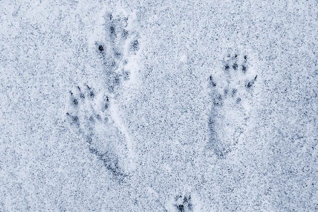 Squirrel-footprints