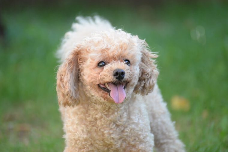Toy Poodle portrait in the park.. French poodle play outside