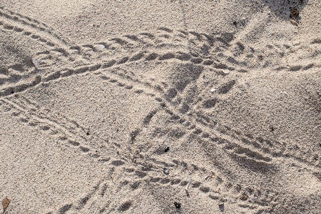 Crab-Footprints