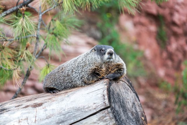 View of a groundhog relaxing on a log
