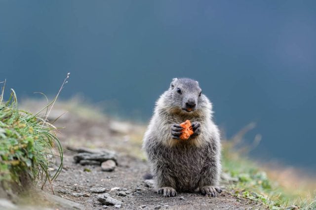 groundhog in the alps by Austria