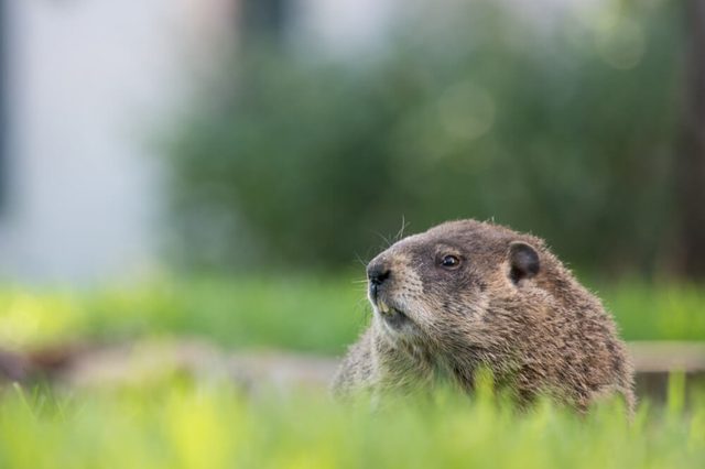 Groundhog on a beautiful evening in a park