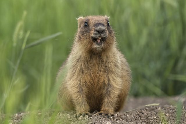 Groundhog day, marmota bobak