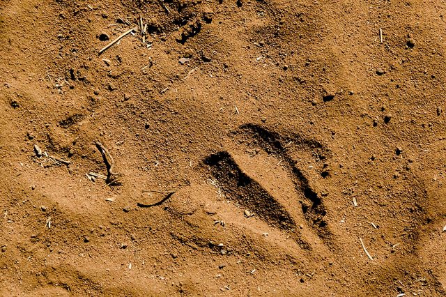 Giraffe-footprint