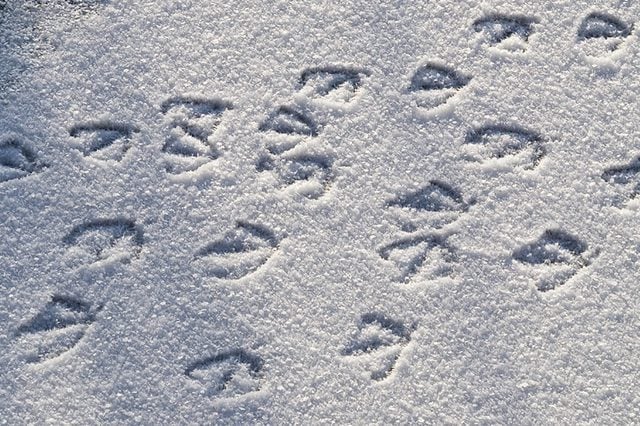 Duck-footprints
