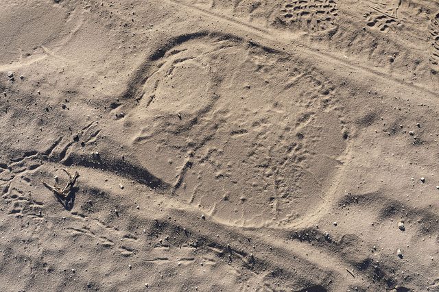 Elephant-footprints