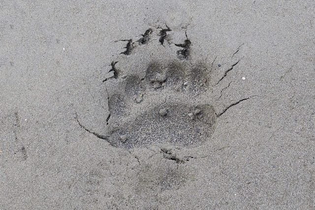 Bear-footprint