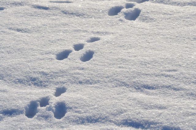 Rabbit-footprints