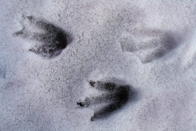 Penguin-footprints