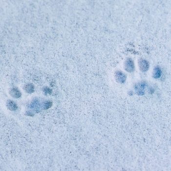 Cat-footprints