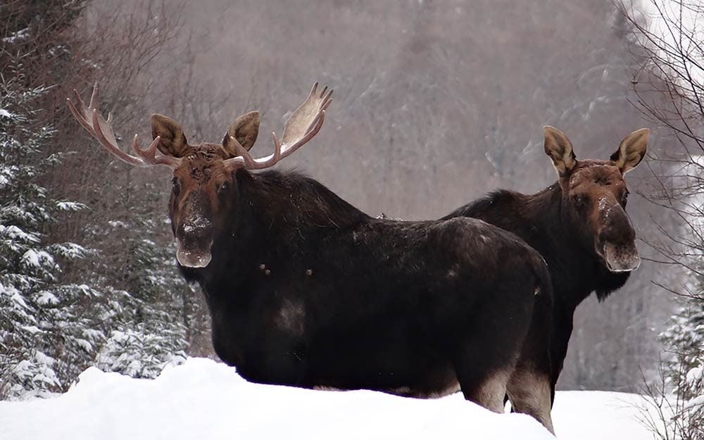 The Reason Why the Plural of Moose Isn't Meese | Reader's Digest