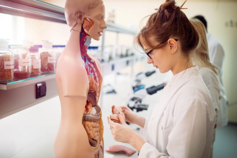 Student of medicine examining anatomical model in lab