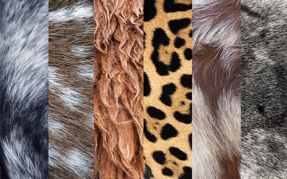 Can You Guess These Animals Based on Close-Ups of Their Fur? | Reader's  Digest