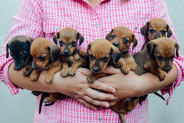 close up of person holding seven cute puppies