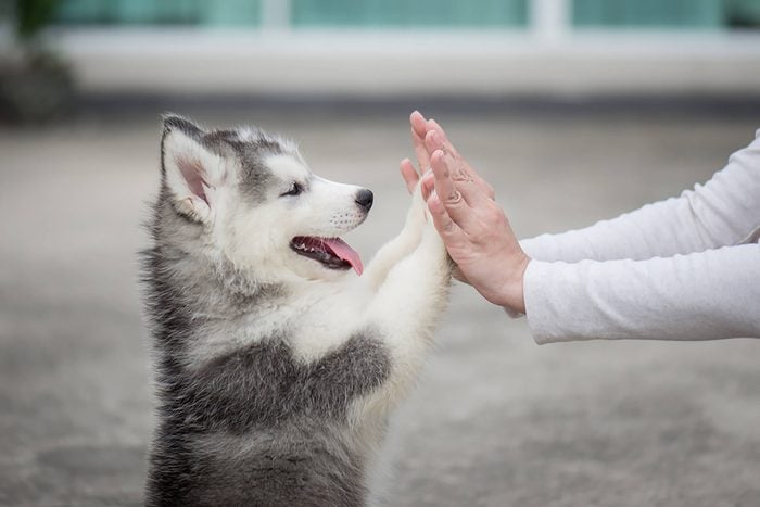 cute husky puppy gives high fives