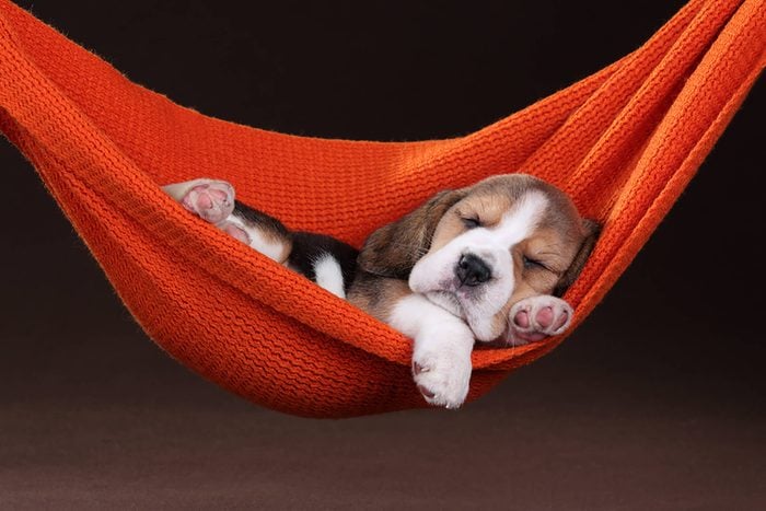 cute beagle puppy in a hammock
