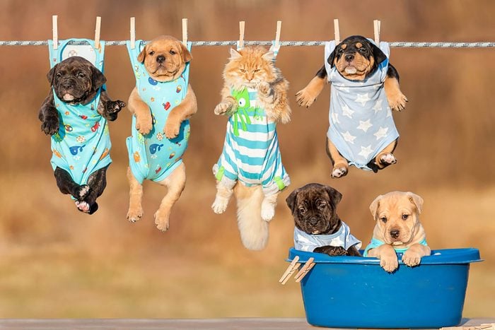 Five cute puppies and a kitten are pinned to a clothesline by their pajamas