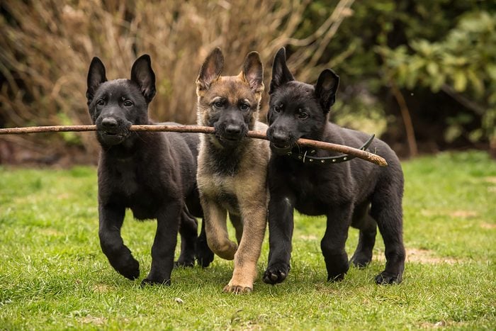 three cute pups walk toghether holding one stick