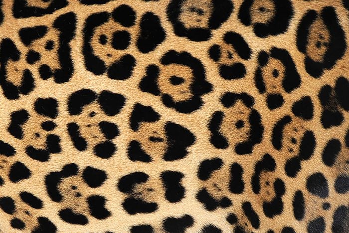 jaguar-fur
