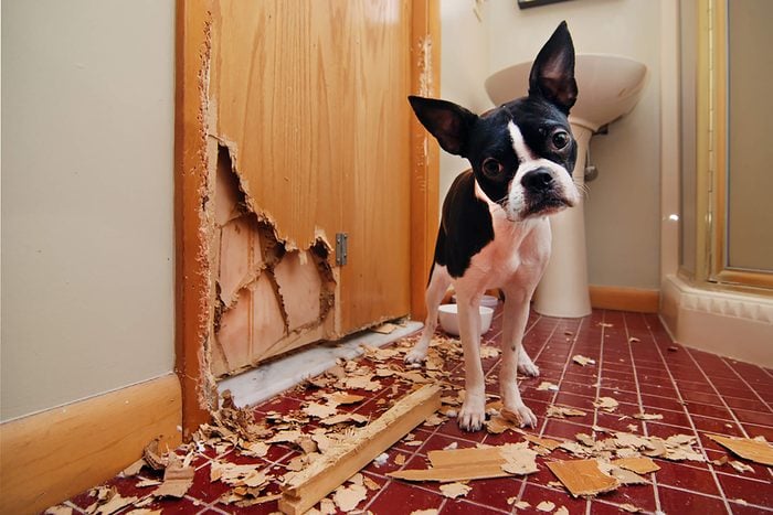 a cute puppy looks guilty next to a door he chewed and the mess that resulted