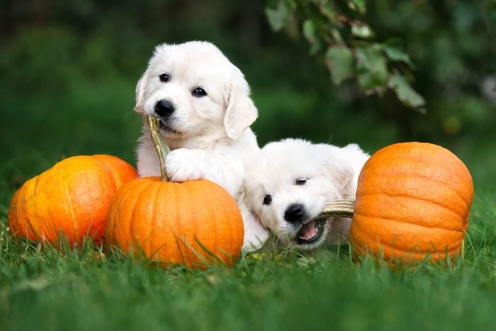 two cute puppies chew on pumpkin stems