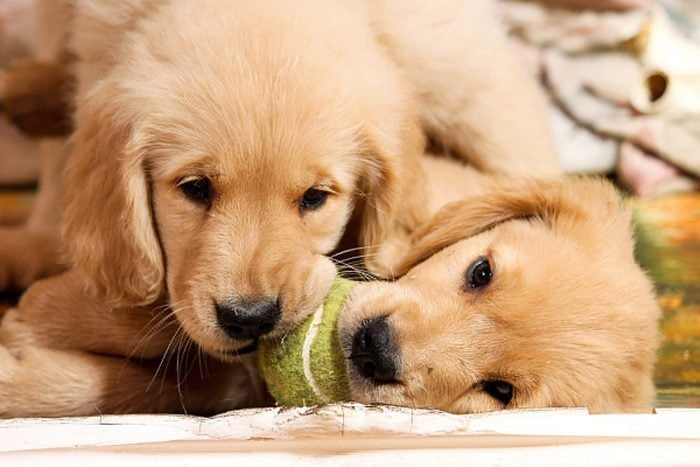 two cute puppies share one tennis ball