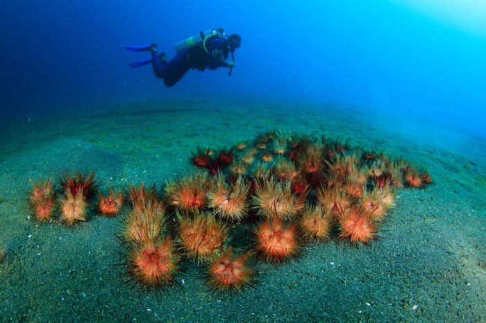 Sea Urchins and Diver