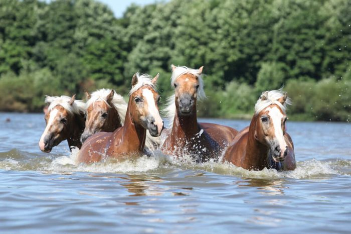 Batch of nice chestnut horses swimming in water