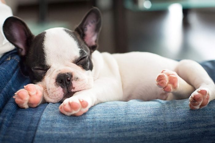 a cute french bulldog puppy sleeps on a persons jeans