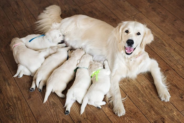 mom dog with seven cute puppies on the floor