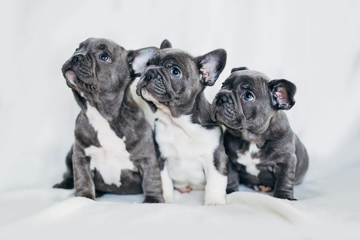 three cute french bulldog puppies look to the left