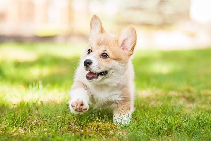 cute corgi puppy walks in the grass