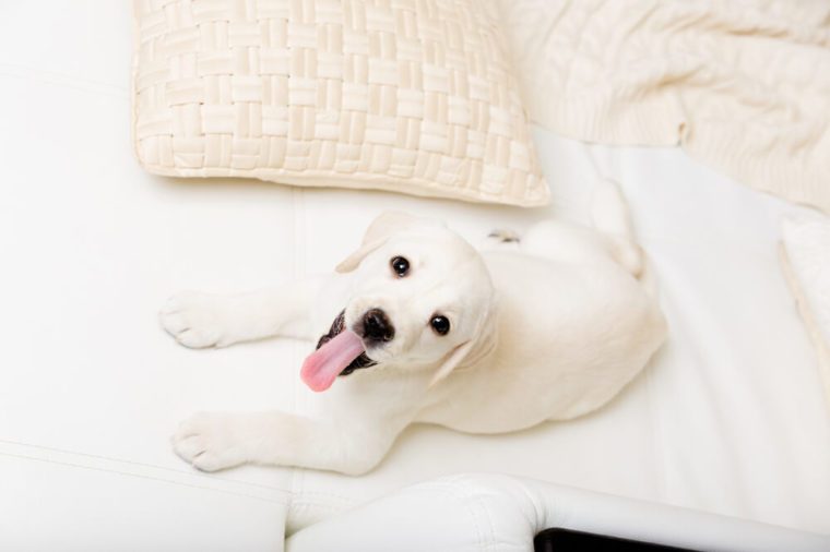 Top view of white Labrador puppy lying on the white leather sofa