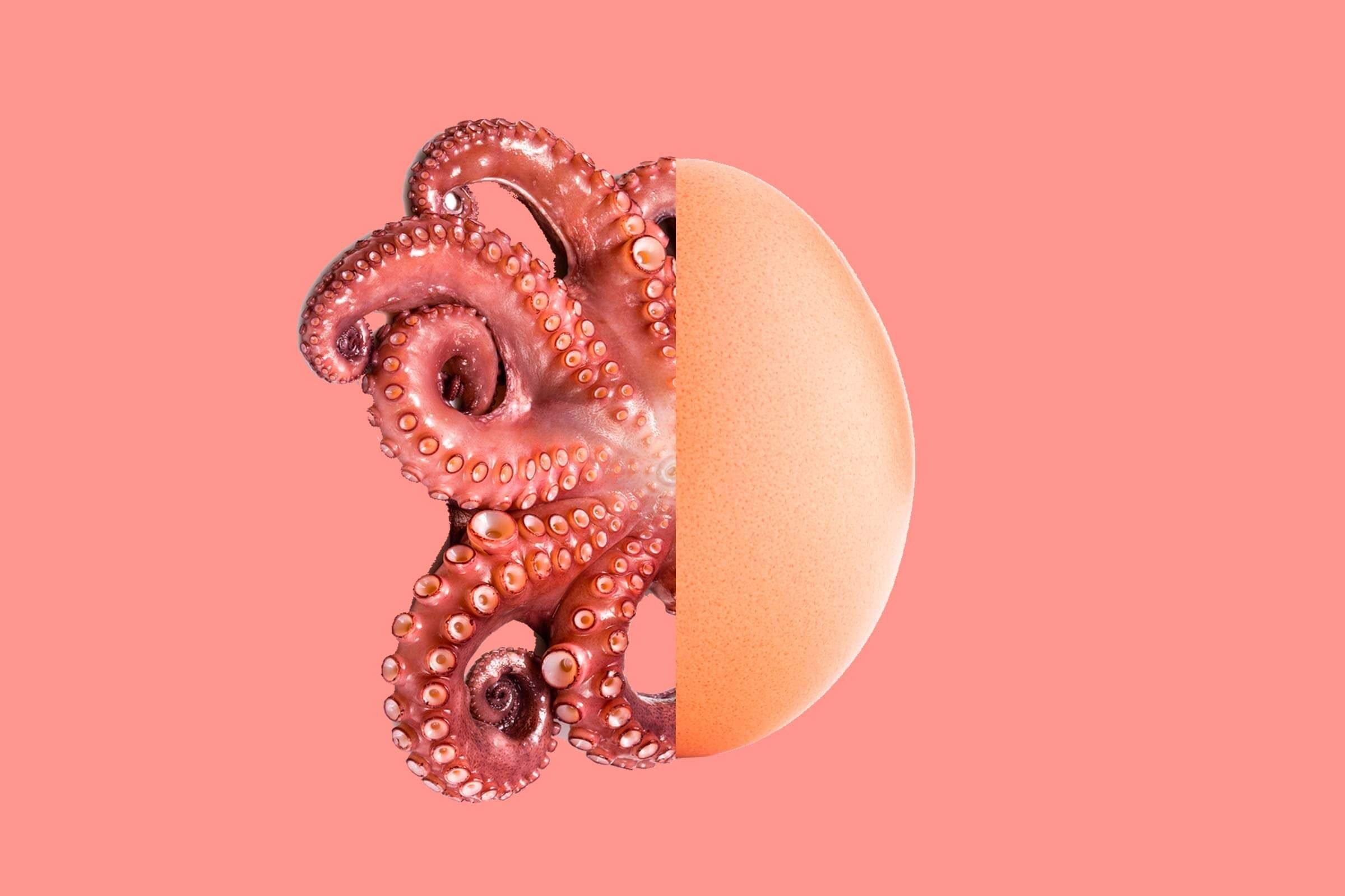 octopus-belly