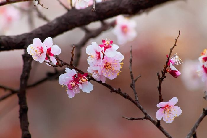 Sakura Cherry Blossom at Kenrokuen Garden in Kanazawa