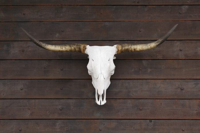 Buffalo skull on old wooden wall
