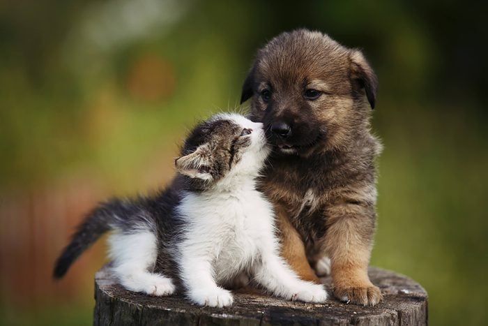 cute puppy and kitten touch noses