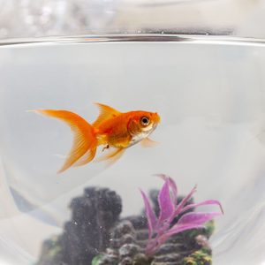 Goldfish in an aquarium, close up