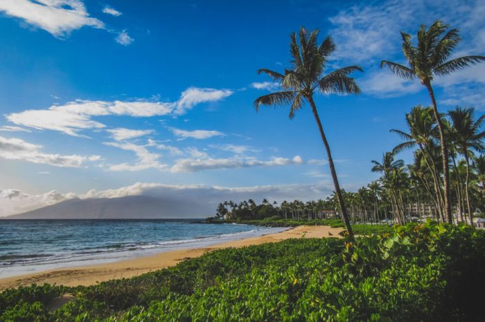 Beautiful palm trees lining the coast at Wailea Beach, Maui, Hawaii