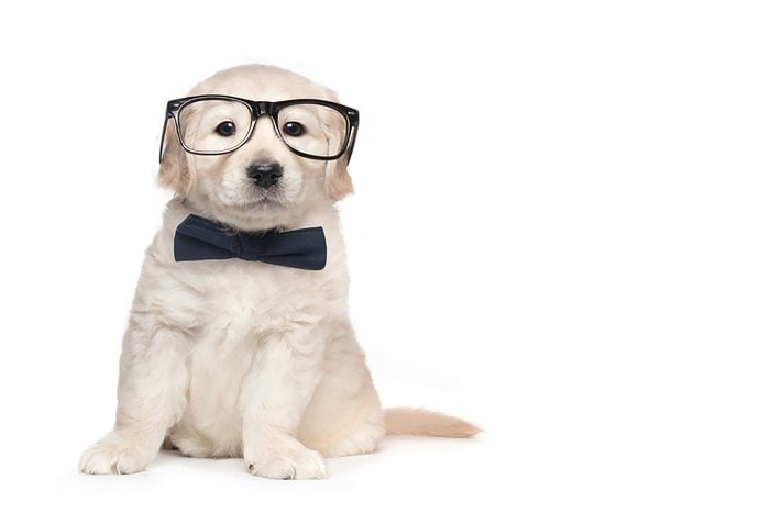 adorable puppy in wearing glasses and a bow tie