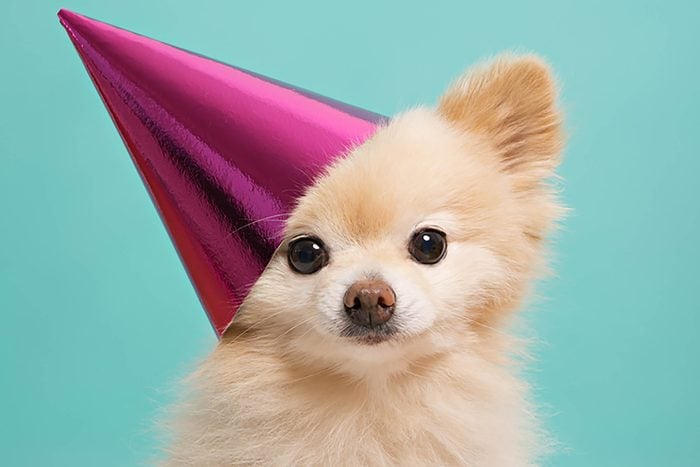 adorable puppy wearing a pink birthday hat