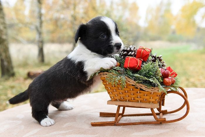 adorable puppy poses with miniature sled full of miniature gifts