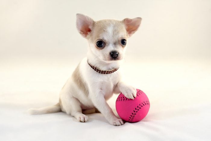 adorable puppy with pink tennis ball