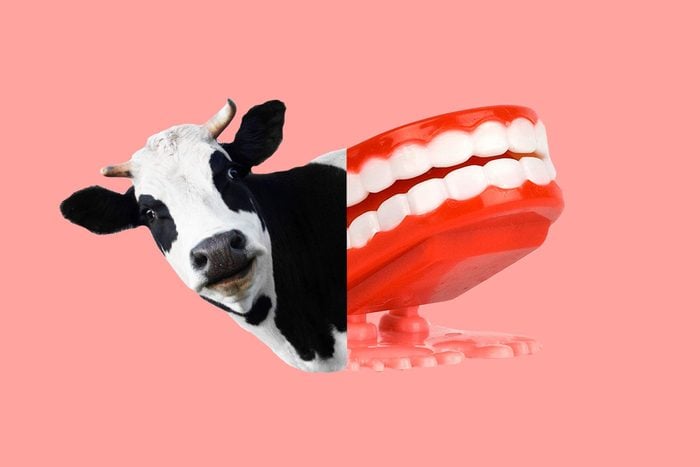 cow-dentures