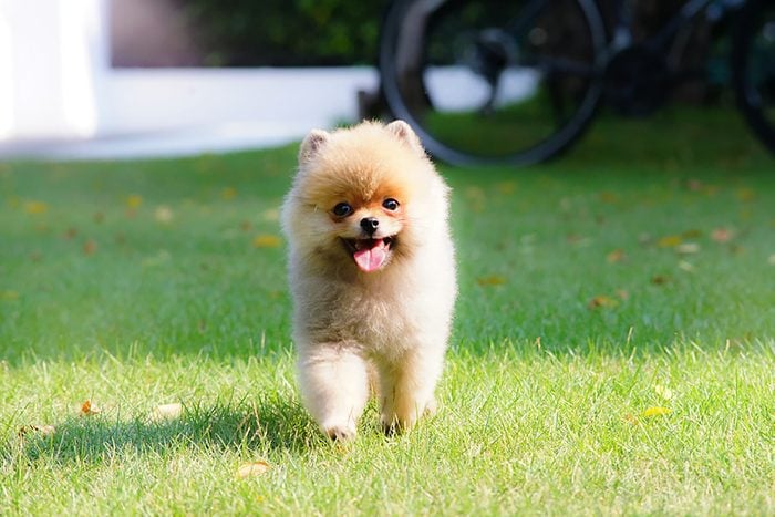 adorable puppy walks in the grass