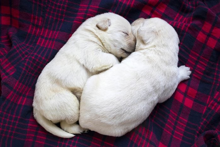 two adorable puppies snuggle on a blanket