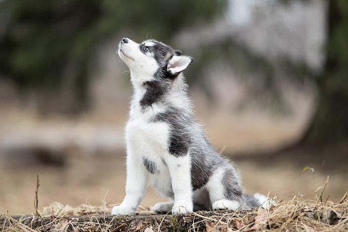 adorable husky puppy does an awoo