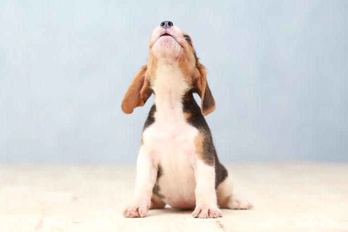 tiny beagle puppy does an awoo