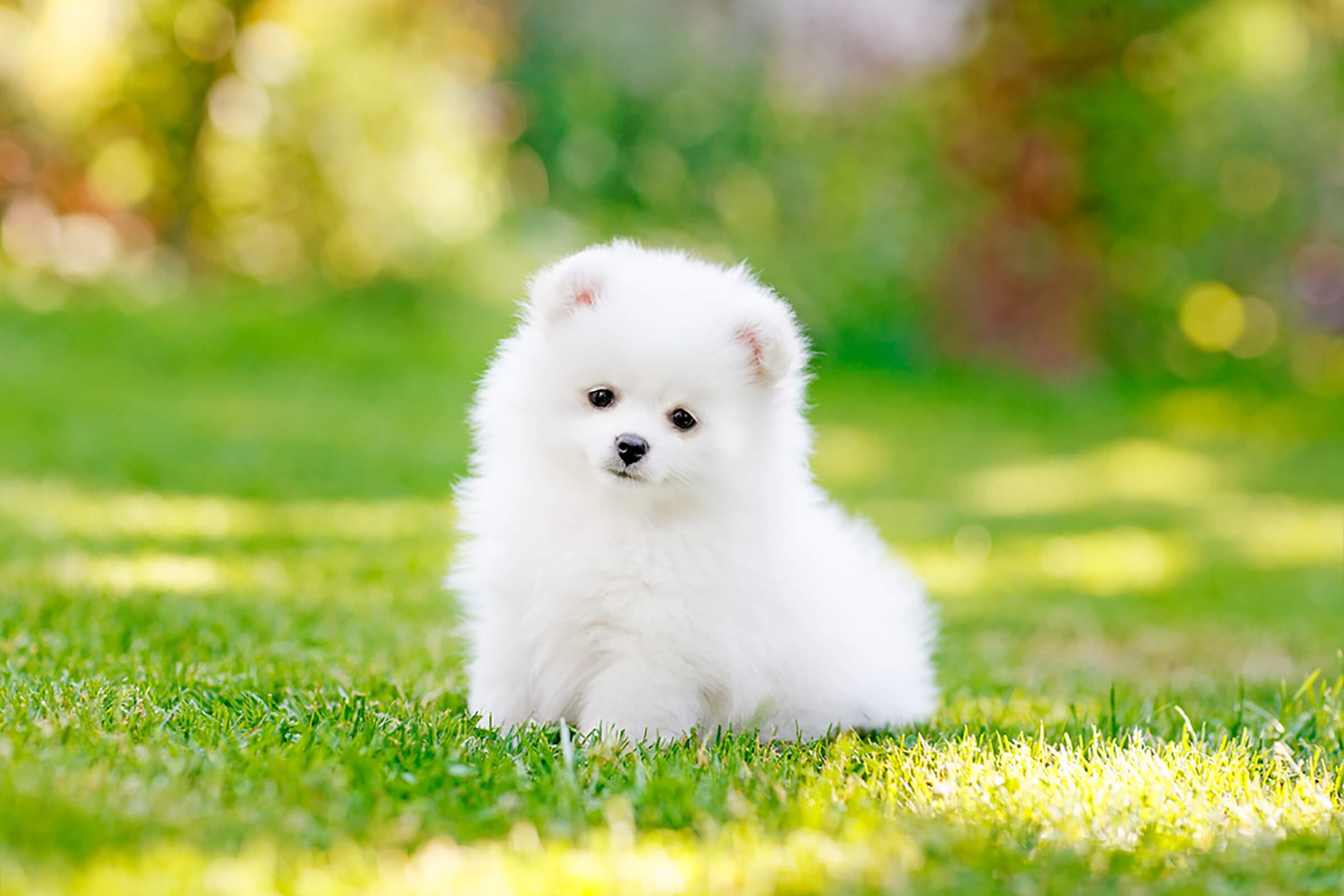 50 Cute Puppy Pictures That You Need to See — Puppy Pictures ...